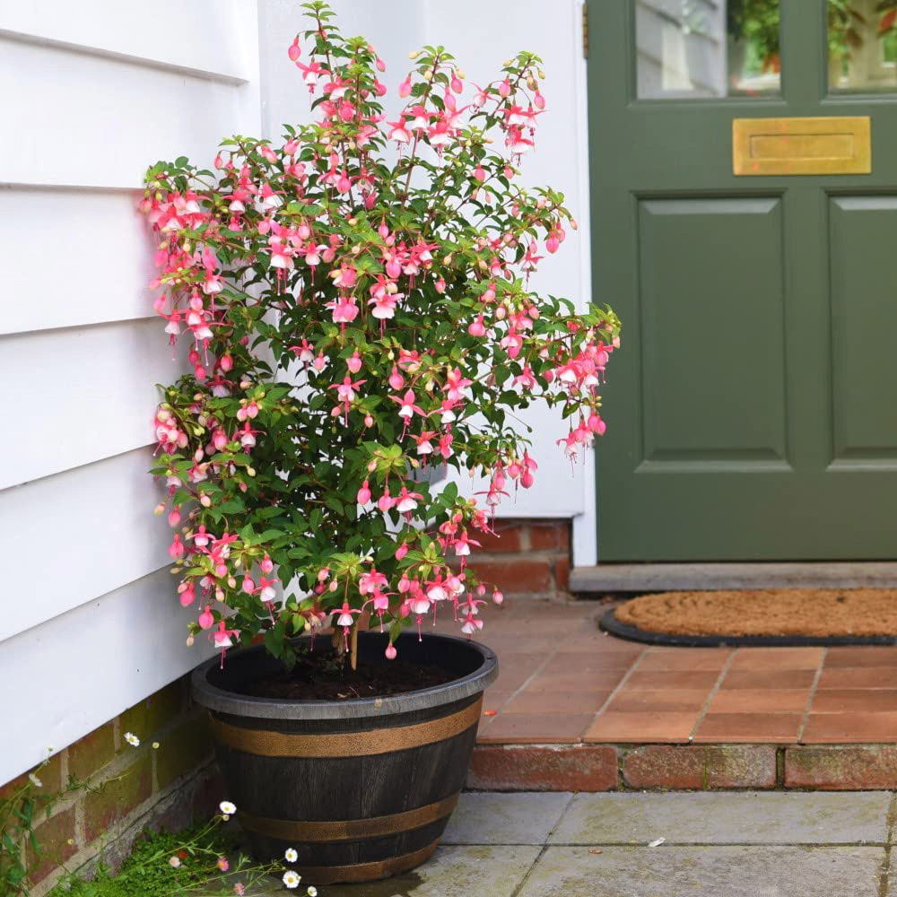 Thompson and Morgan Fuchsia Quarter Standard Elma Plant Pot 19cm Image 3