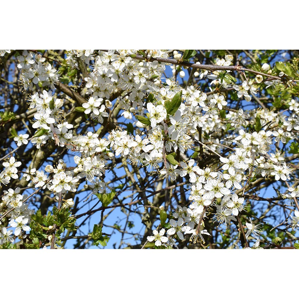 Inspirational Gifting Hawthorn Bare Root Hedge Plant Sapling 2-3ft 10 Pack Image 3