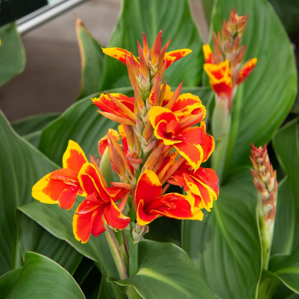 Thompson and Morgan Canna Cannova Red Golden Flame Plant Pot 9cm Image 2