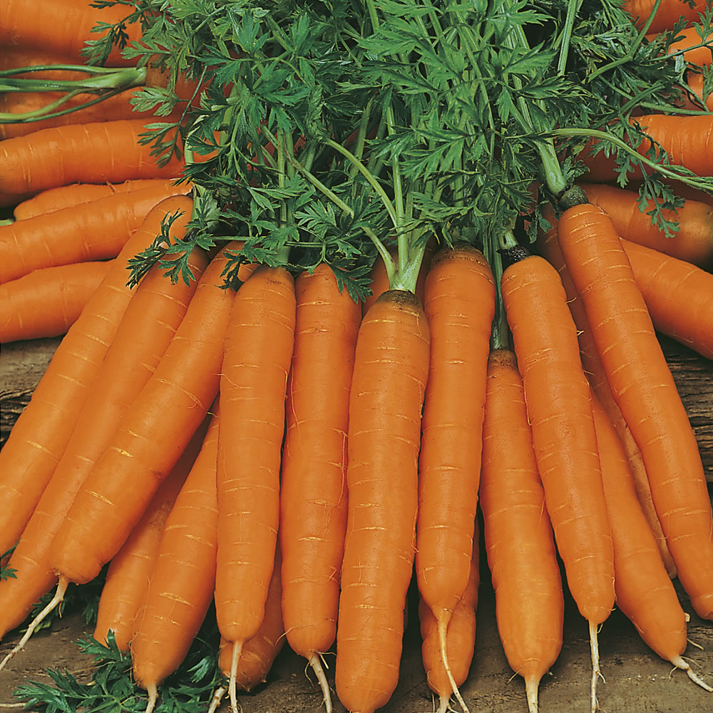 Johnsons Carrot Amsterdam Forcing 3 Seeds Image 1