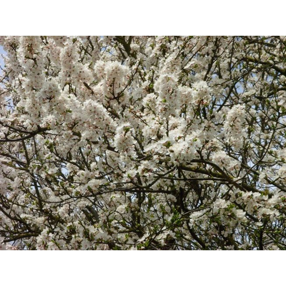Inspirational Gifting Cherry Plum Bare Root Hedge Plant Saplings 2-3ft 20 Pack Image 3