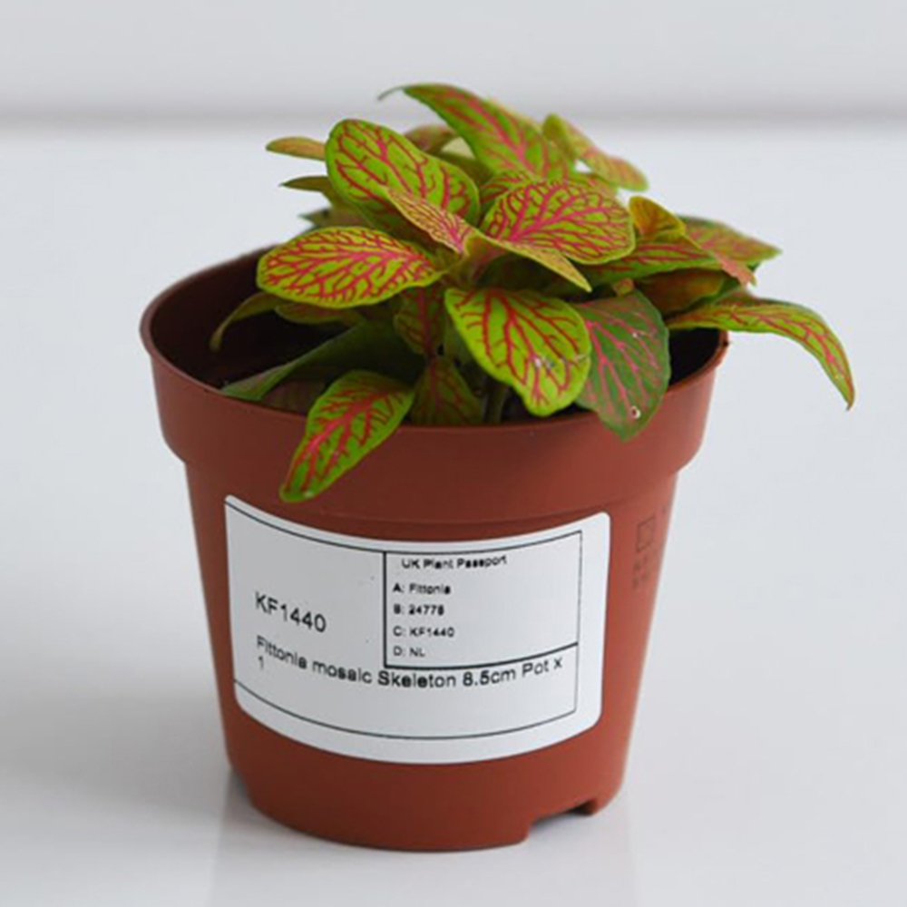Thompson and Morgan Fittonia Mosaic Skeleton Plant Pot 8.5cm 2 Pack Image 2
