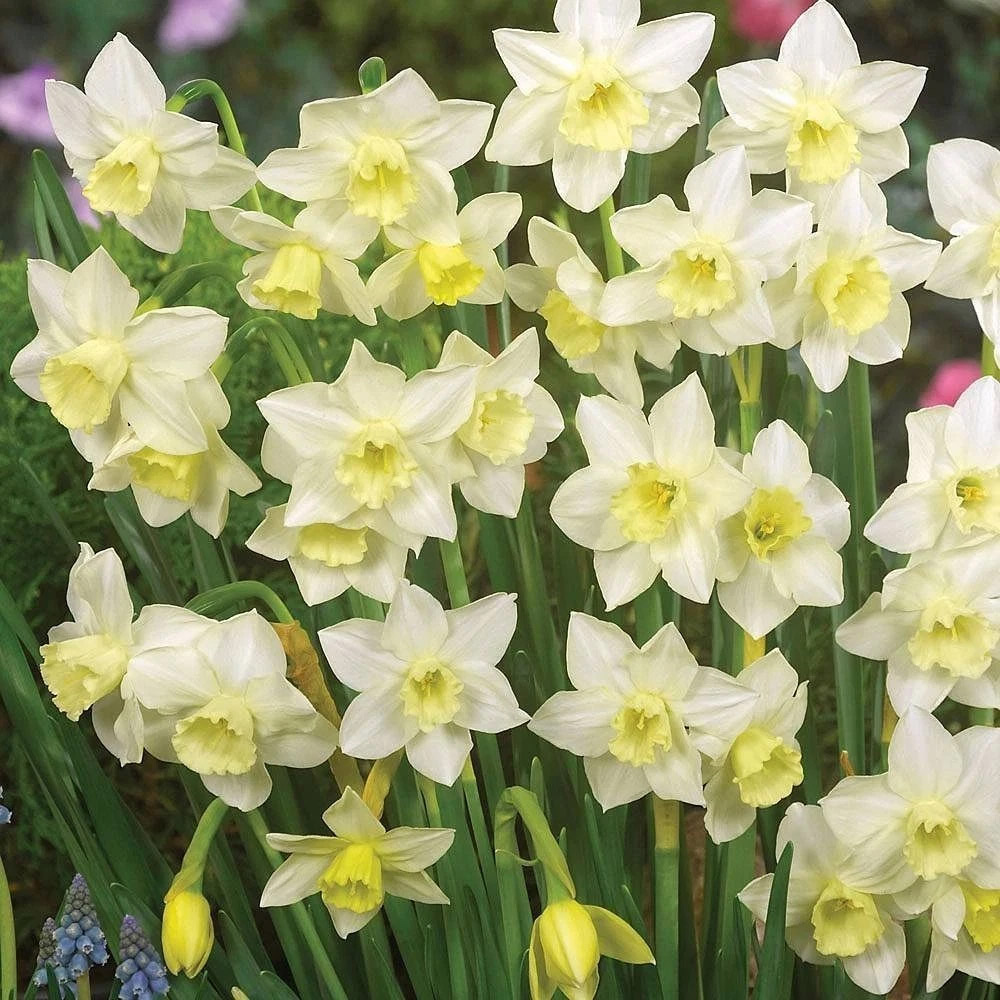 Thompson and Morgan Daffodil Super Scented Jonquilla Collection Spring Planting Bulb 160 Pack Image 2