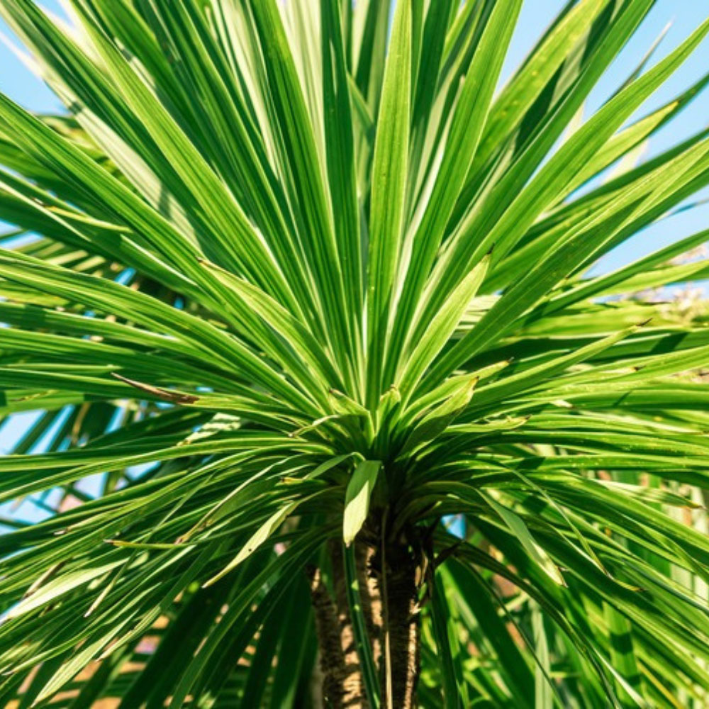 Thompson & Morgan Green Cordyline Australis Verde Atlantic Plant Pot 17cm Image 1