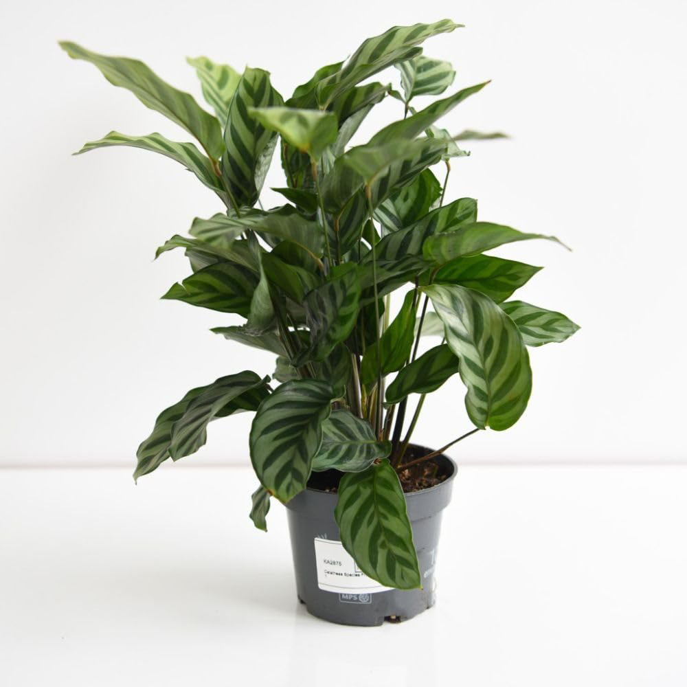 Thompson and Morgan Calathea Concinna Freddie Potted Plant 12cm Image 3
