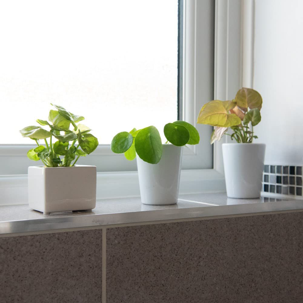 Thompson and Morgan Green Mix Plant Pot 6cm 3 Pack Image 2