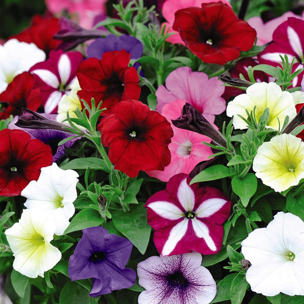 Thompson and Morgan Petunia Easy Wave Ultimate Mixed Plant Plug 24 Pack Image 3