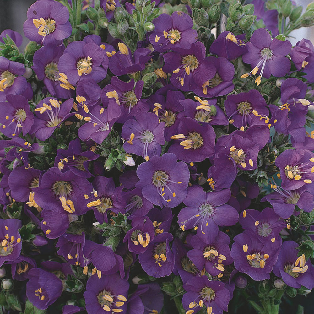 Thompson & Morgan Polemonium Boreale Heavenly Habit Seeds Image