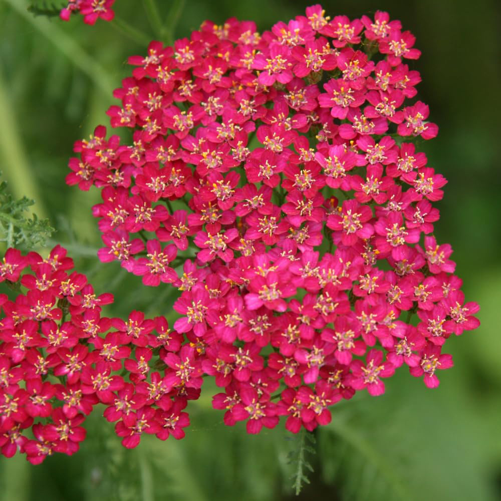 Thompson and Morgan Achillea Cerise Queen Plant Pot 3L Image 1