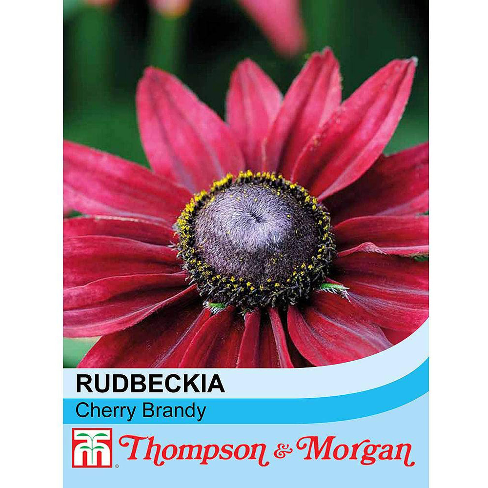 Thompson & Morgan Rudbeckia Cherry Brandy Seeds Image 3