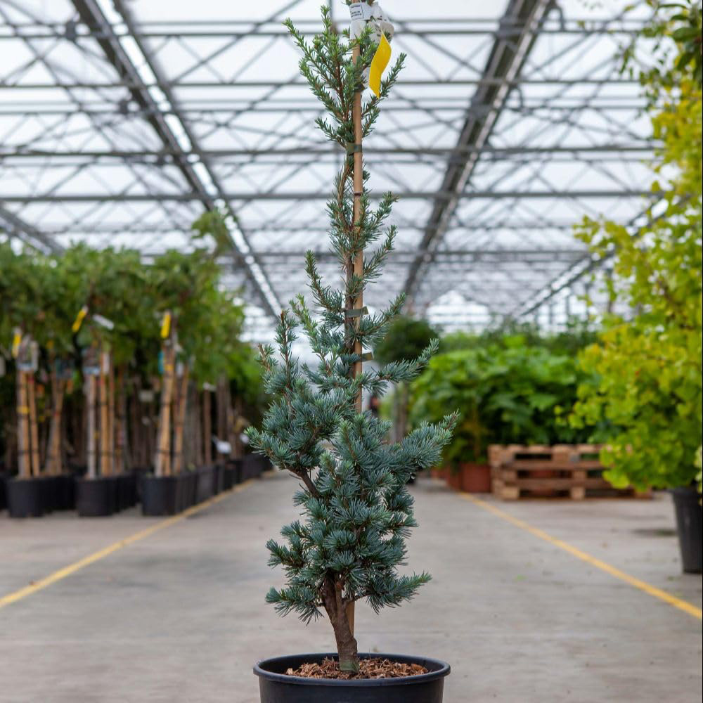 Thompson and Morgan Cedrus Atlantica Plant Pot 10L Image 1