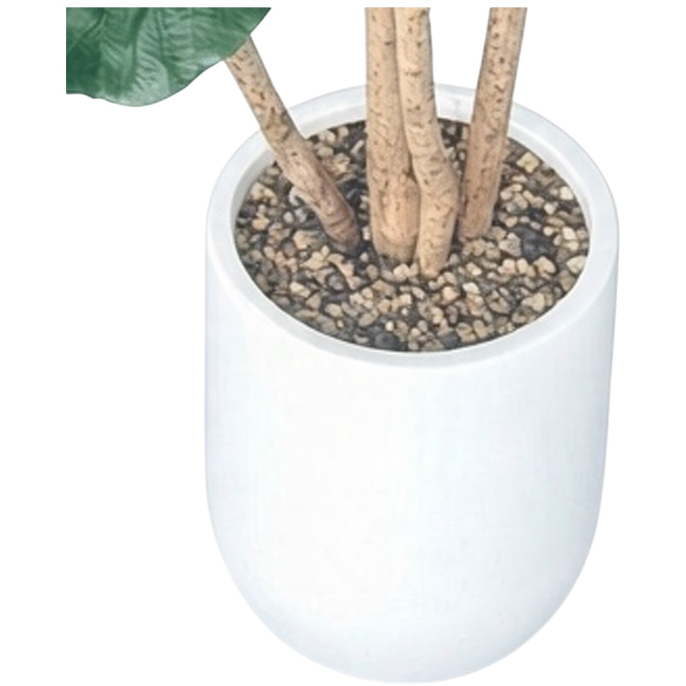 Fiddle Tree in Pot Image 4