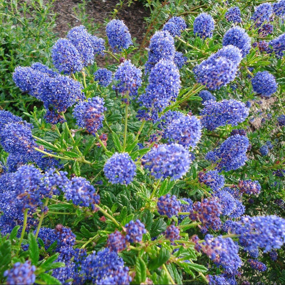 Thompson and Morgan Ceanothus Caeruleus Concha Plant Pot 9cm Image 1