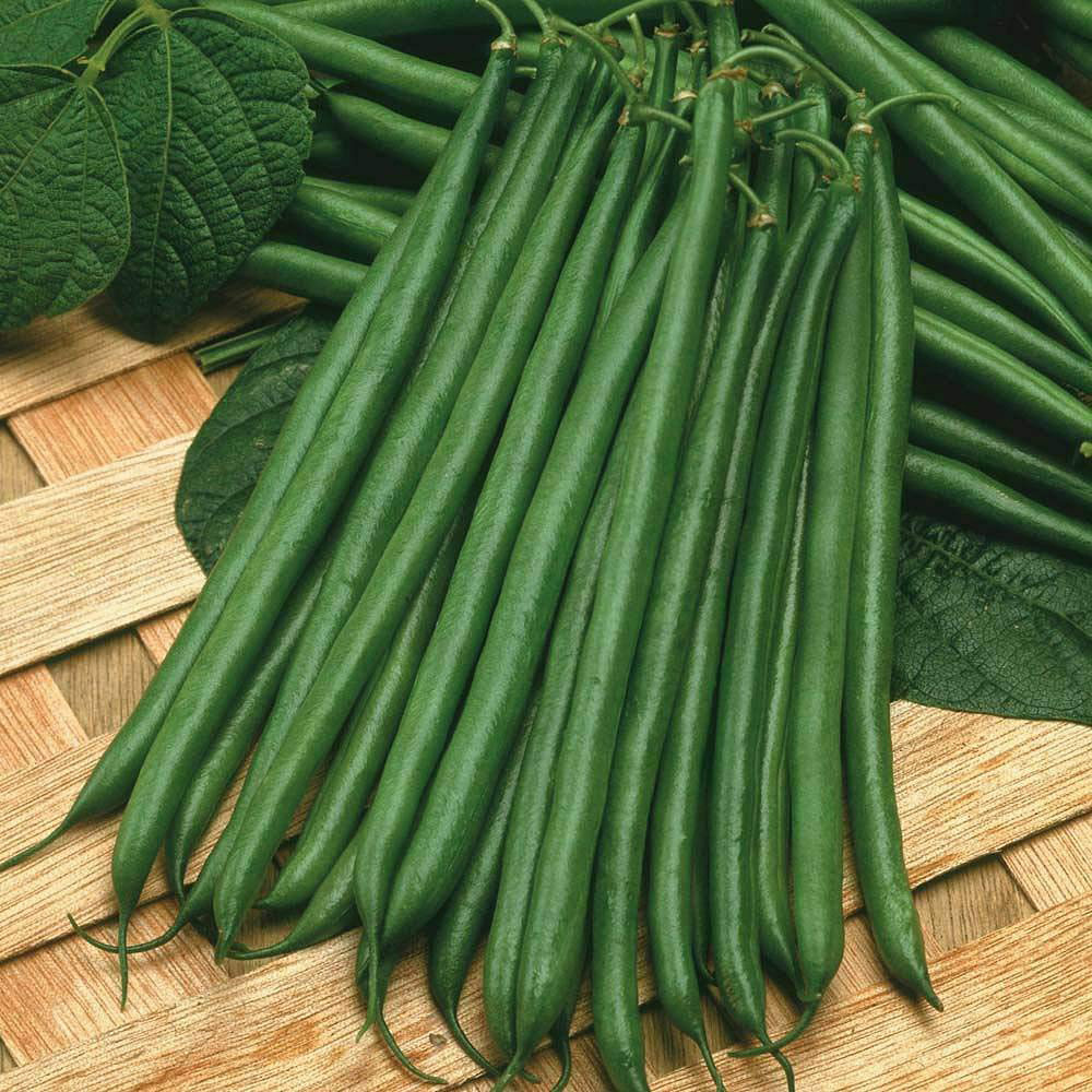 Thompson & Morgan Dwarf Bean Boston Seed Packet Image