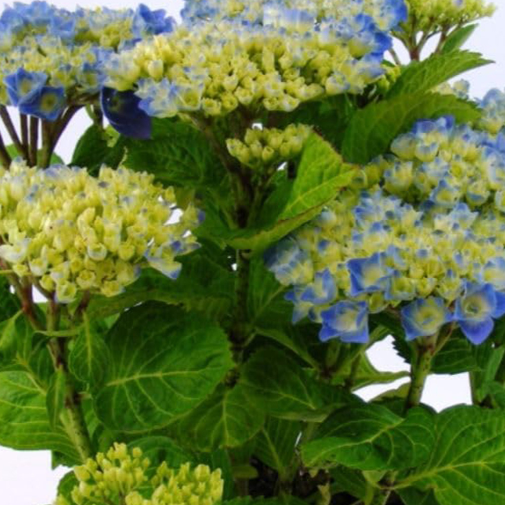 Thompson & Morgan Hydrangea Macrophylla Bodensee Plant Pot 3L Image 1
