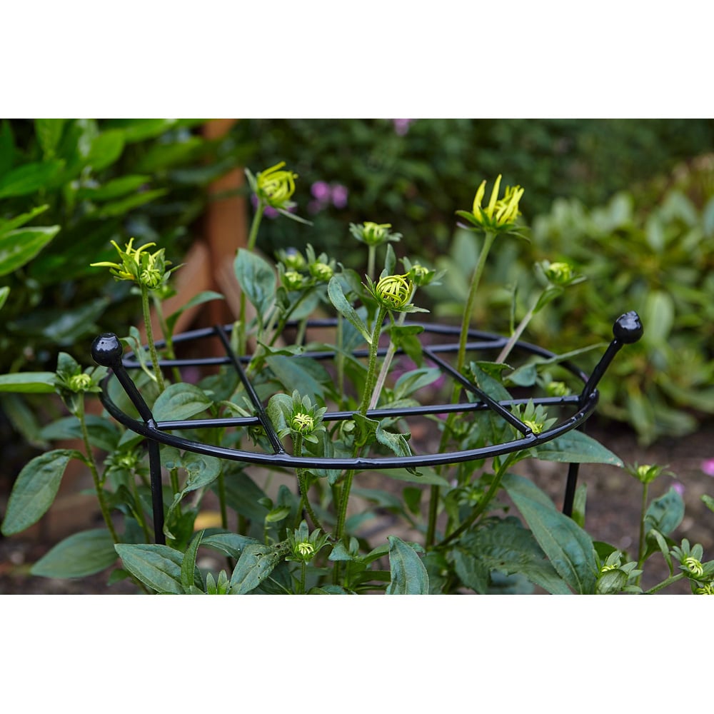 Tom Chambers Cottage Heavy Duty Black Steel Plant Support 60 x 35cm 2 Pack Image 6