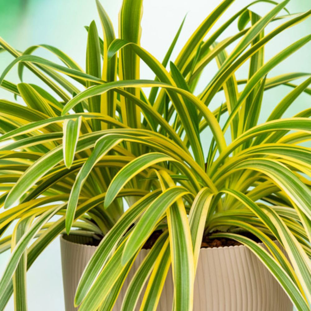 Thompson & Morgan Agapanthus Zambezi Plant Pot 2L 2 Pack Image 4