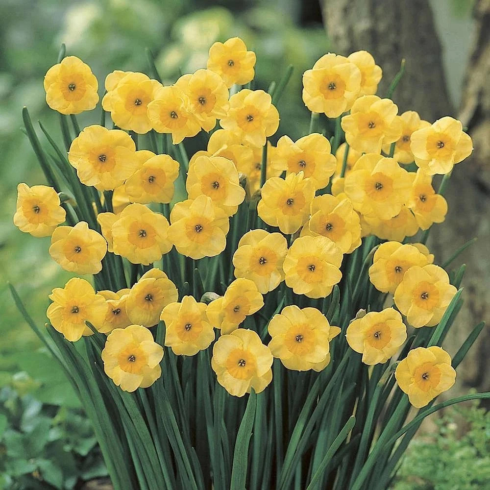 Thompson and Morgan Daffodil Super Scented Jonquilla Collection Spring Planting Bulb 160 Pack Image 3