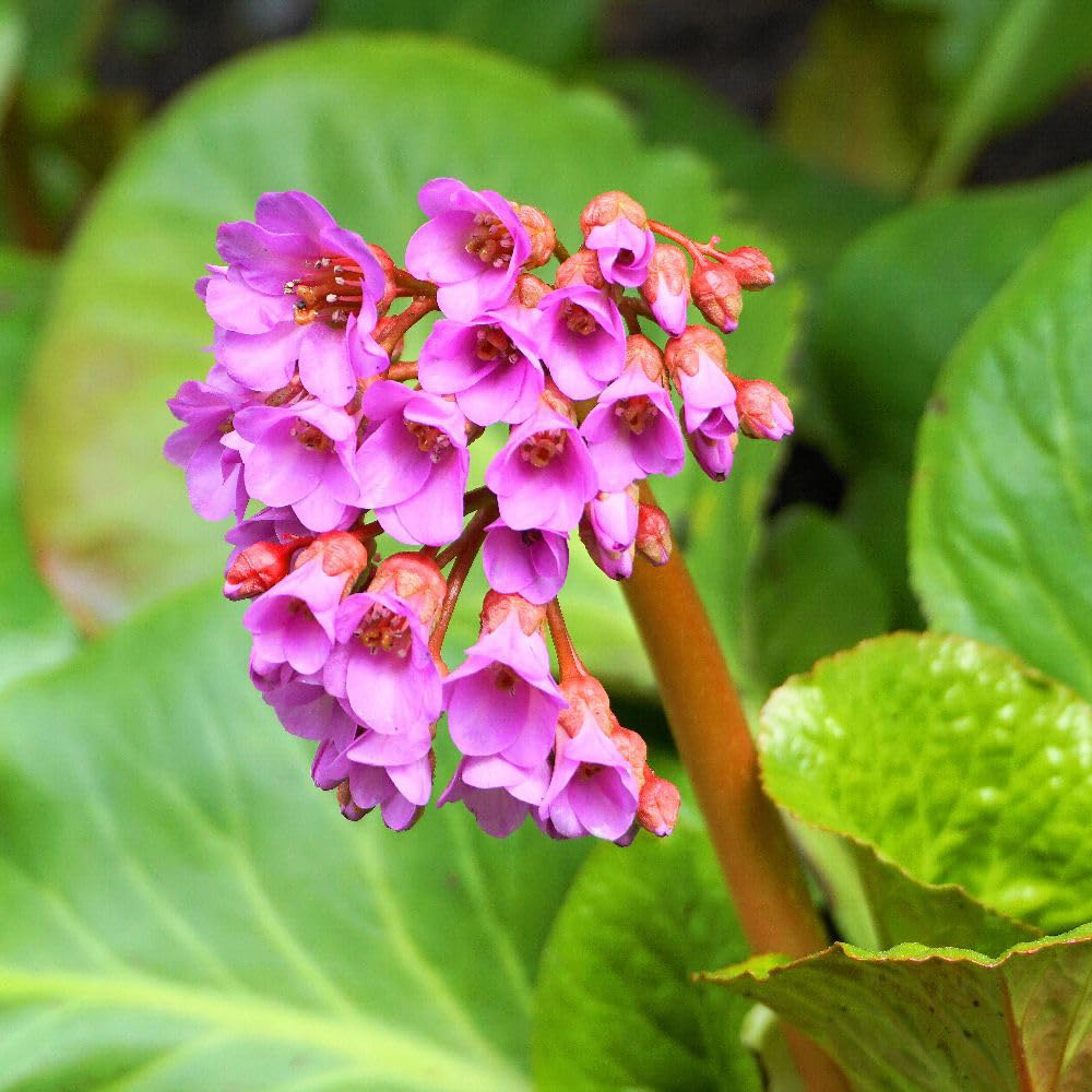 Thompson and Morgan Bergenia Purpurascens Plant Pot 9cm 2 Pack Image