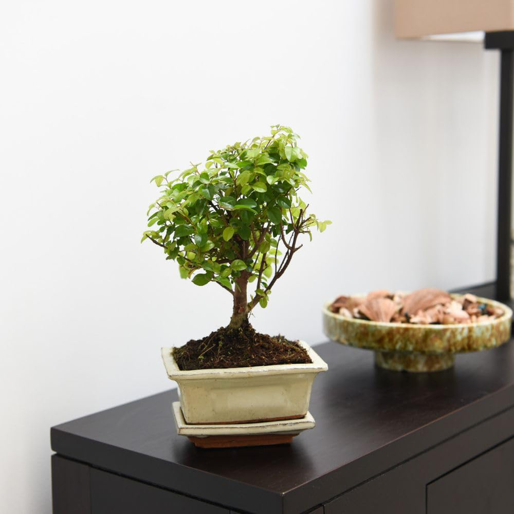 Thompson & Morgan Bonsai Sageretia with Ceramic Planter and Saucer 12cm 2 Pack Image 3