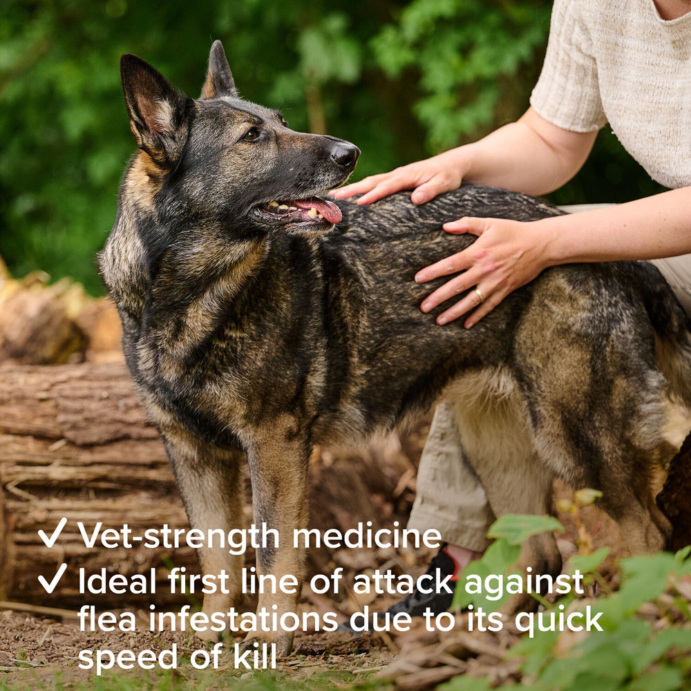 Beaphar Flea Tablets for Medium and Large Dogs Image 4