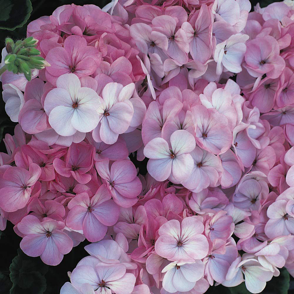 Thompson and Morgan Geranium Horizon F1 Apple Blossom Garden Ready Plant 15 Pack Image 2