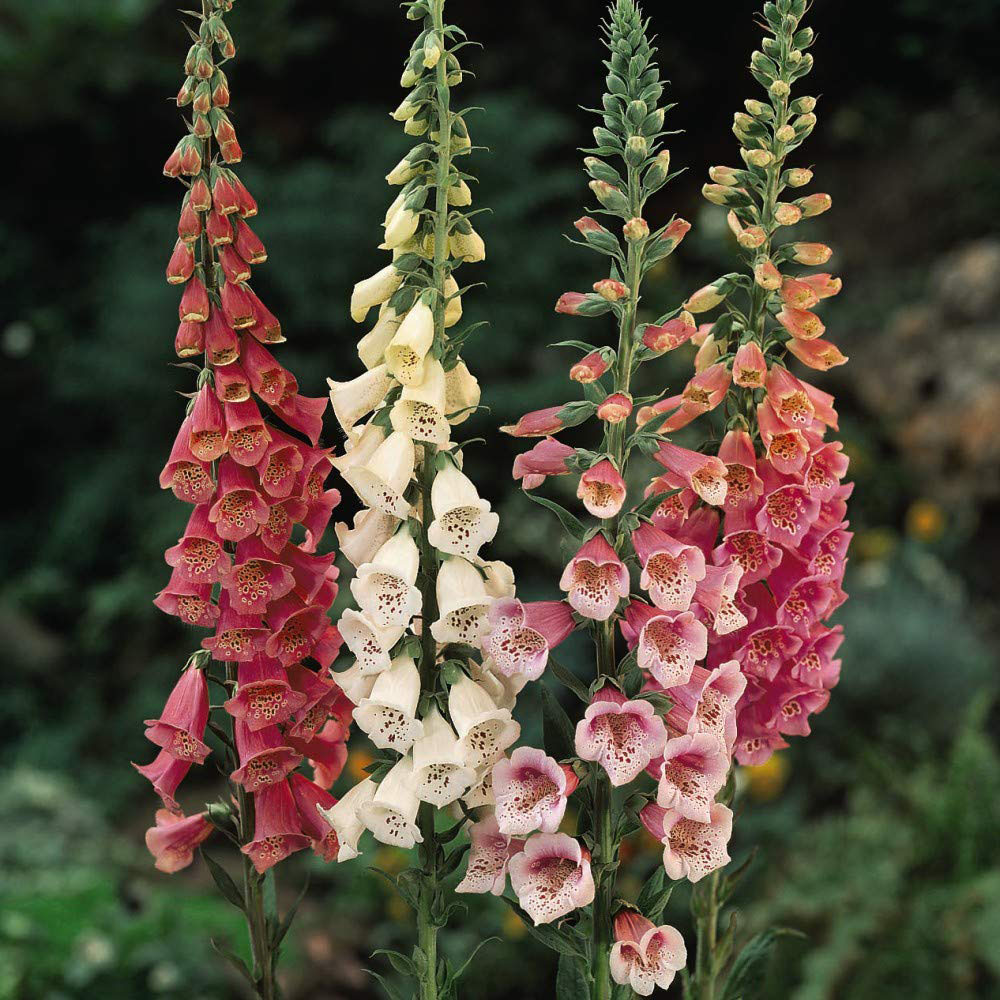 Thompson and Morgan Digitalis Foxglove Excelsior Garden Ready Plant 30 Pack Image 1