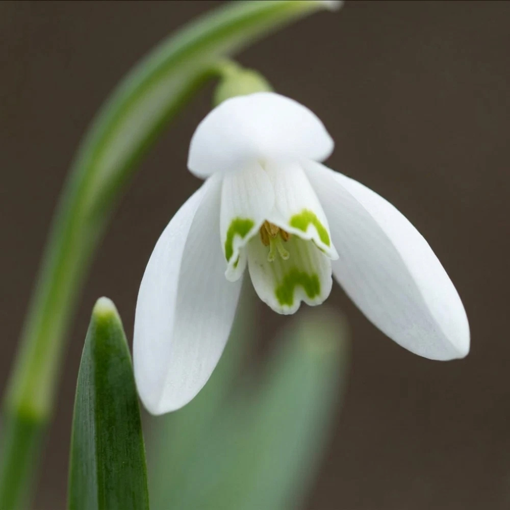 Thompson and Morgan Galanthus Snowdrop Woronowii Autumn Planting Bulb 8 Pack Image 1