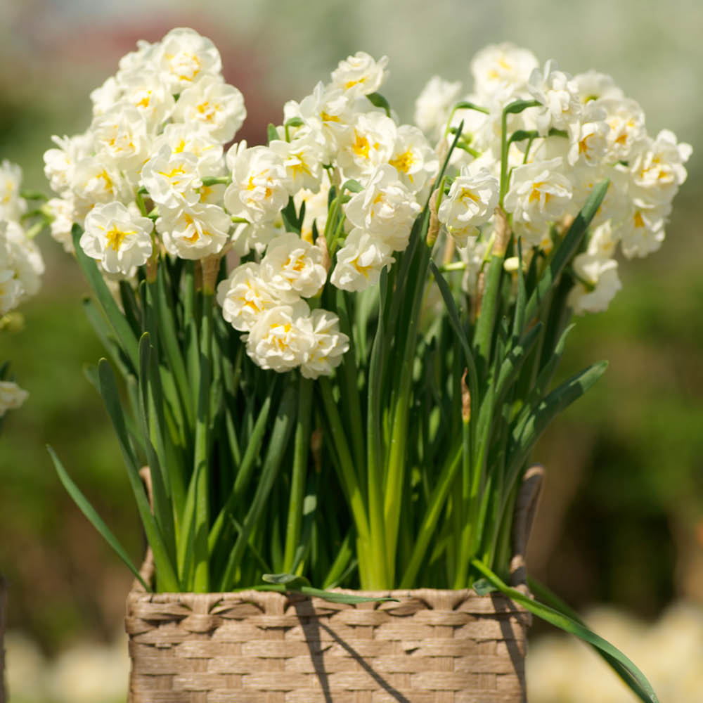YouGarden Narcissus Bridal Crown Planting Bulb 30 Pack Image 2