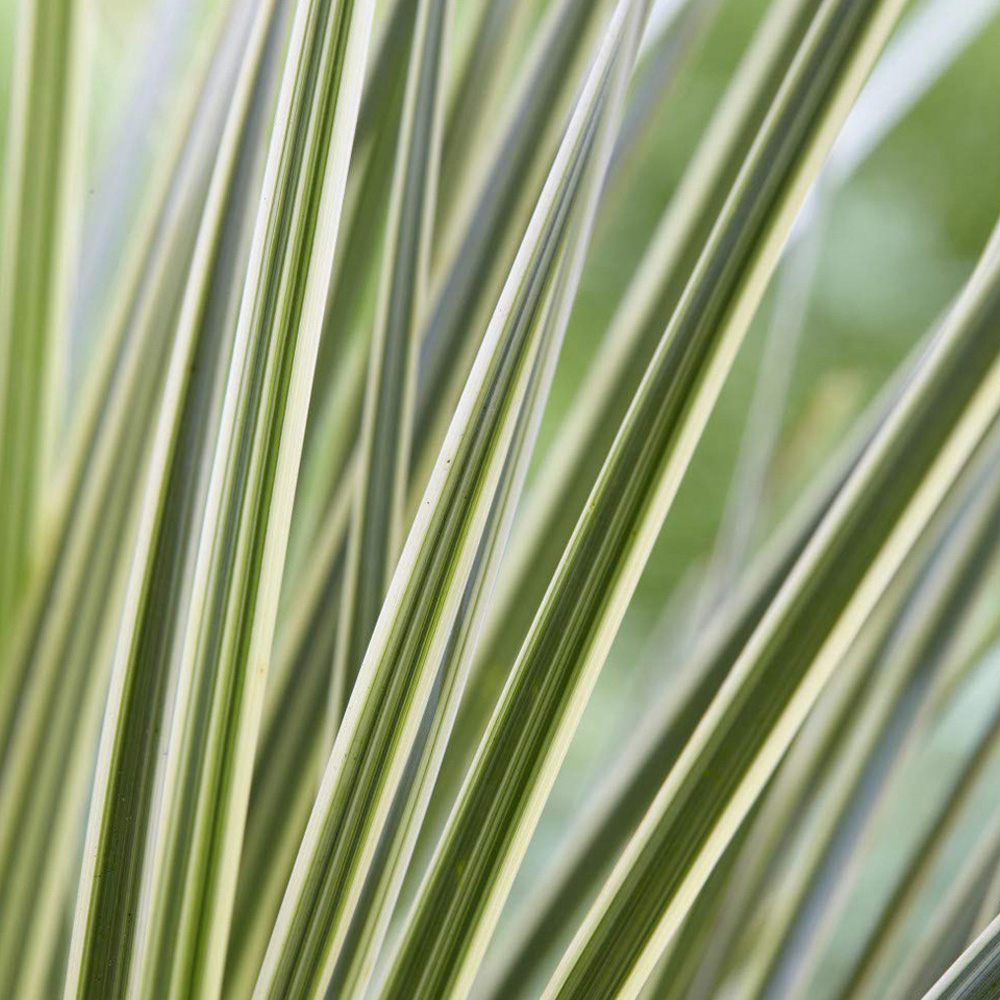 Thompson and Morgan Lomandra White Sands Plant Pot 9cm Image 1