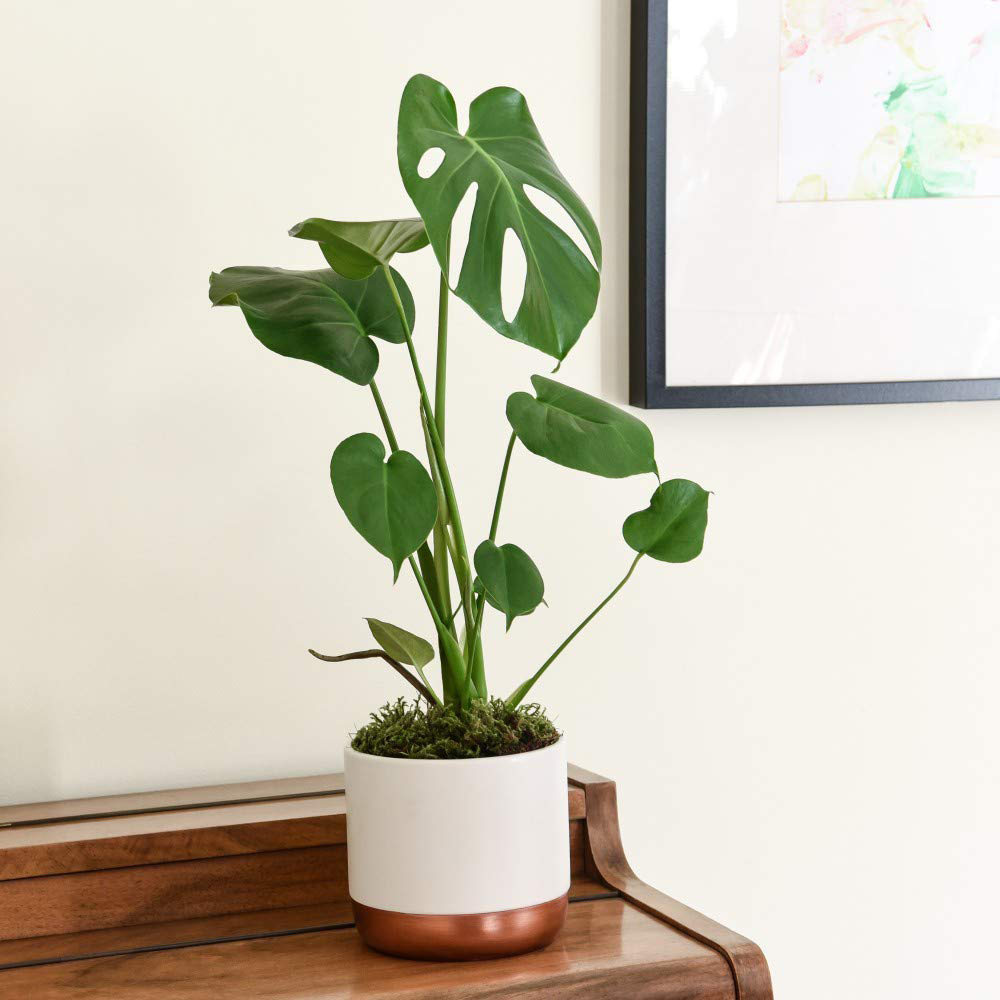 Thompson and Morgan Urban Jungle Collection Mixed Plant in Pot Image 3