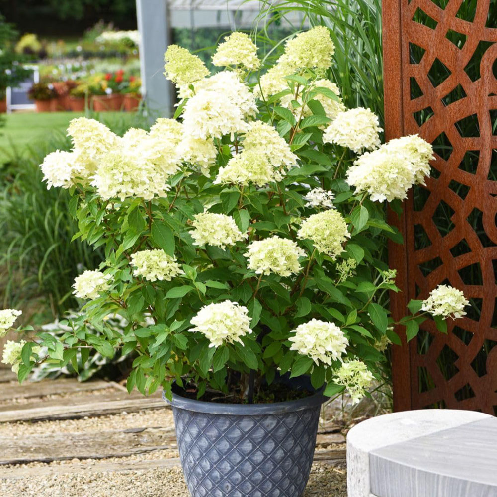 Thompson and Morgan Hydrangea Paniculata Skyfall Plant Pot 3L Image 2