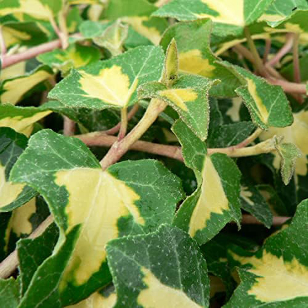 Thompson and Morgan Hedera Helix Gold Heart Plant Pot 2L Image