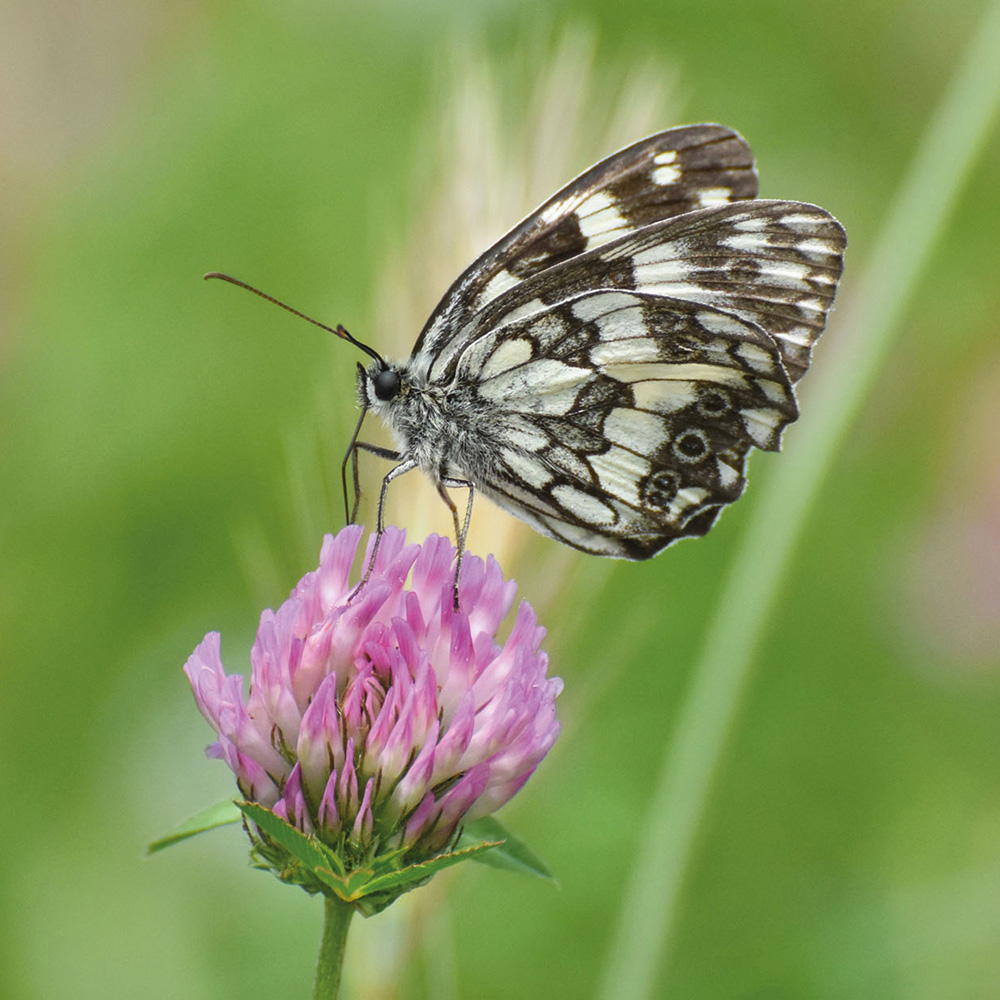 Harrowden Species Rich Lawn 10sqm Image 3