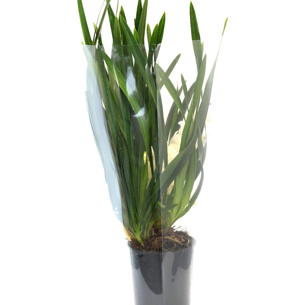 Thompson and Morgan Cymbidium Sarah Jean Gx Ice Cascade Plant Pot 14cm 2 Pack Image 2