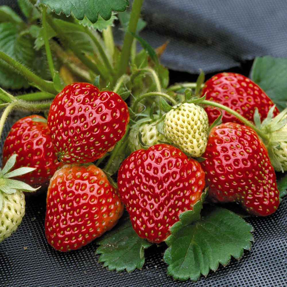 Thompson and Morgan Strawberry Fragaria Honeoye Plant in Pot 9cm 6 Pack Image 1