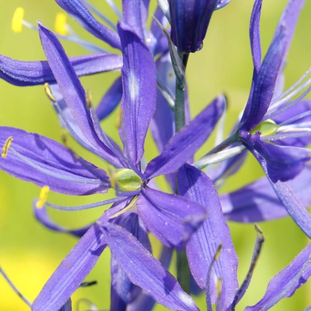 Thompson and Morgan Camassia Leichtlinii Caerulea Planting Bulb 3 Pack Image 3
