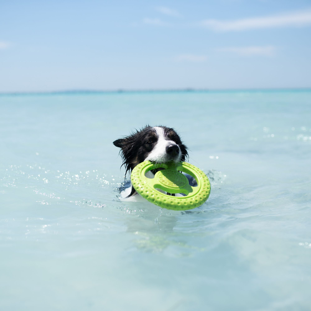 Kiwi Walker Lets Play Green Frisbee Dog Toy Image 2