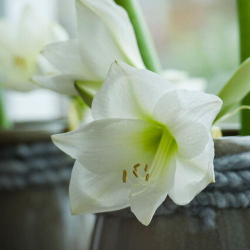 Thompson and Morgan Amaryllis Mont Blanc Planting Bulb 2 Pack Image 3