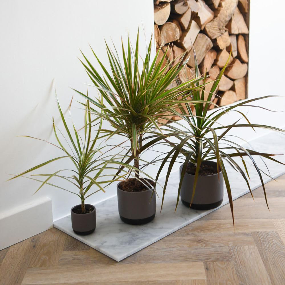 Thompson and Morgan Dracaena Marginata Bicolour Plant Pot 8.5cm 2 Pack Image 5