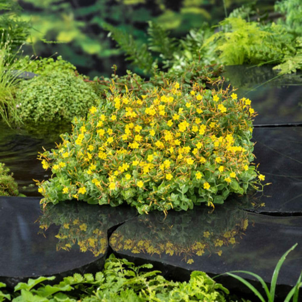 Thompson and Morgan Hypericum Elodes Plant Pot 9cm Image 7