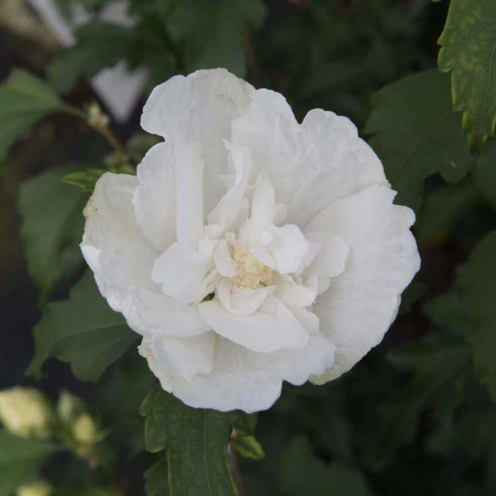 Thompson and Morgan Hibiscus Syriacus White Chiffon Plant Pot 18L Image 2