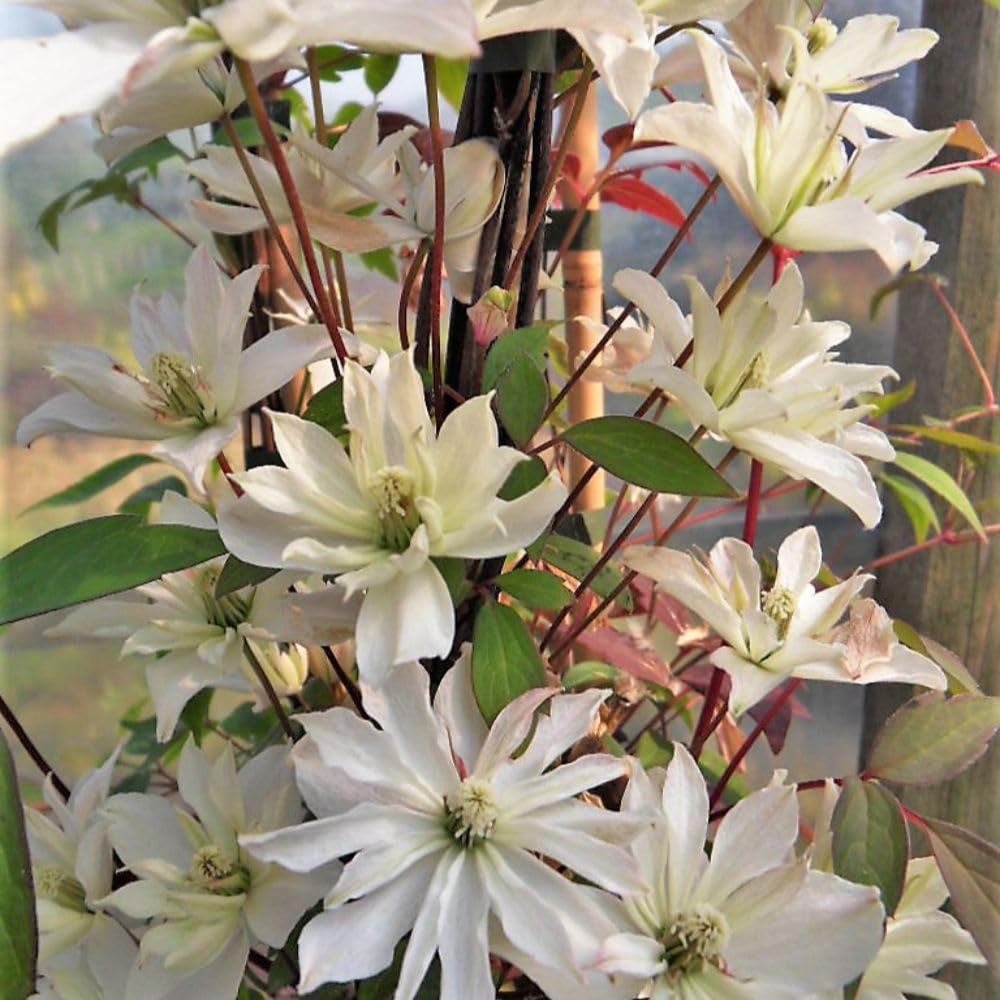 Thompson and Morgan Clematis Montana Champagne Truffle Plant Pot 3L Image 2