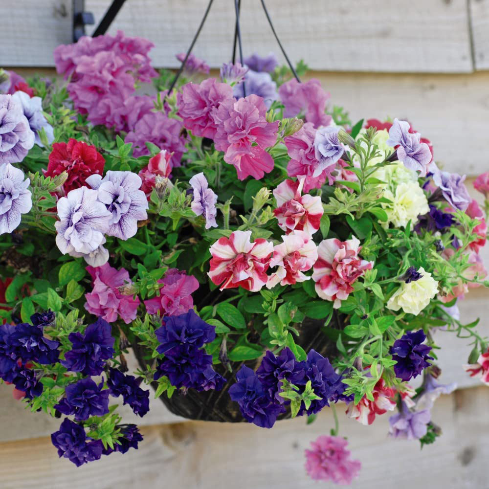 Thompson and Morgan Petunia Frills and Spills Preplanted Hanging Basket 25cm Image 3