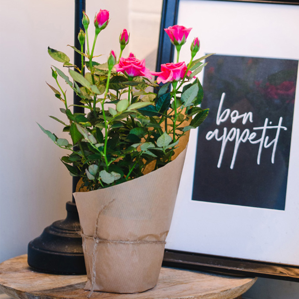 Mini Pink Rose Plant Image 1