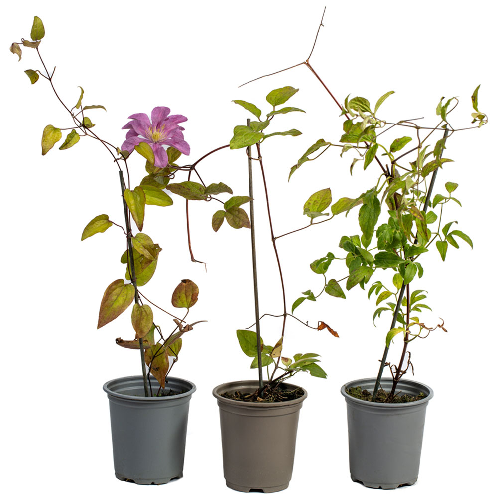 YouGarden Clematis Summer Collection Plant Pot 9cm 3 Pack Image 5