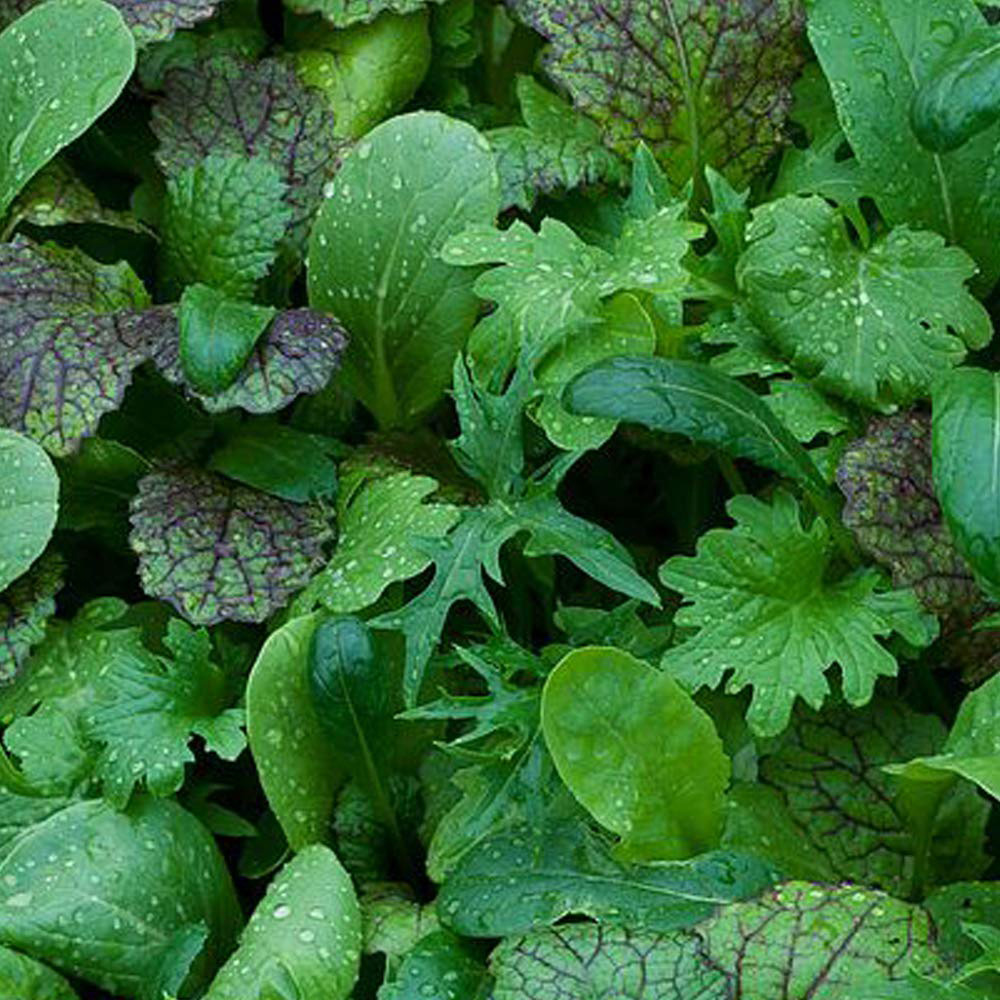 Thompson and Morgan Salad Leaves Oriental Mustard Seeds Image 4
