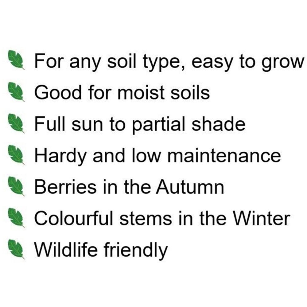 Inspirational Gifting Yellow Dogwood Bare Root Hedge Plant Sapling 2-3ft 10 Pack Image 5