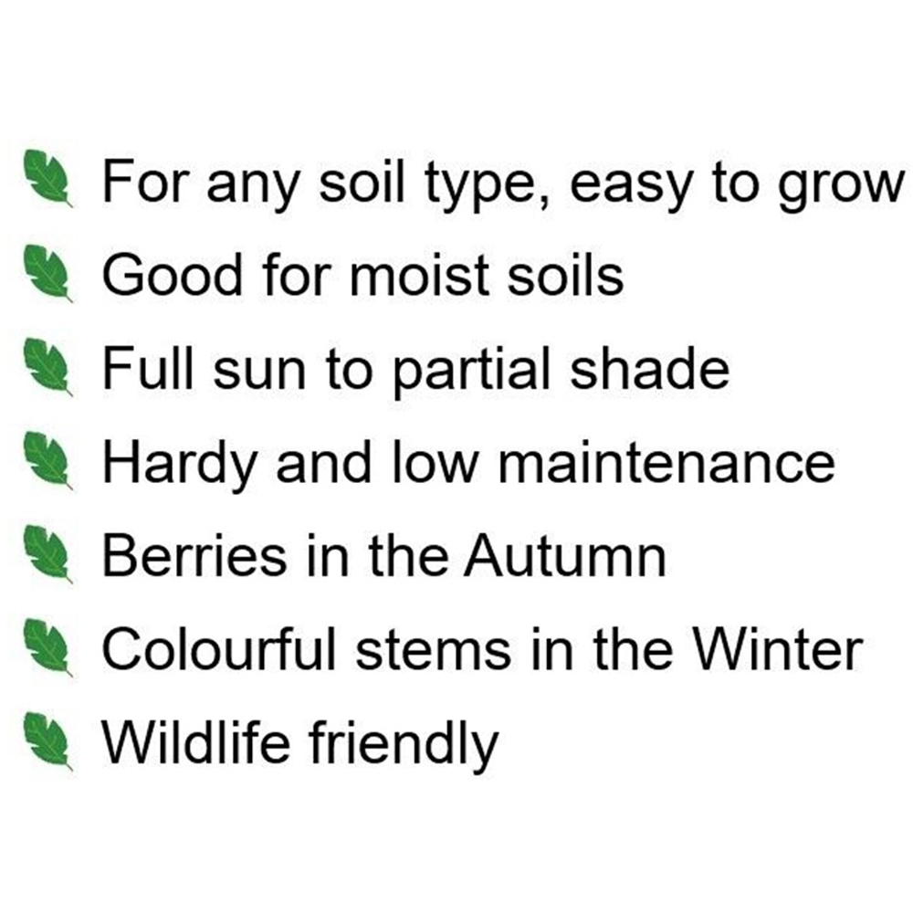 Inspirational Gifting Hedging Dogwood Native Bare Root Hedge Plant Sapling 30-60cm 5 Pack Image 6