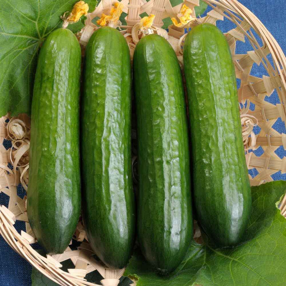 Thompson & Morgan Cucumber Merlin F1 Single Packet Image 2